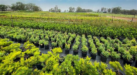 wholesale plant nursery bay area